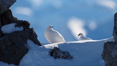 Schneehühner in den Schweizer Alpen