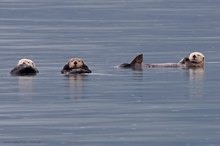 Die Seeotterbande