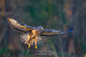 Bussard im Landeanflug