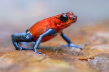 Oophaga pumilio - Inland