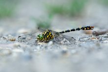 Kleine Zangenlibelle