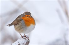 Rotkelchen im Winter