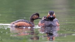 Schwarzhalstaucher mit Nachwuchs