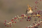 Beerenwächter