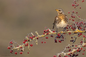 Beerenwächter