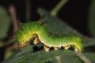 Die Raupe vom Kleinen Eisvogel