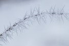 Bio-Stacheldraht