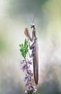 Mantis religiosa, braun, männl.