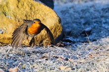 Rotkelchen können auch fliegen