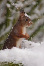 Schneehörnchen, frisch aufgetau(ch)t