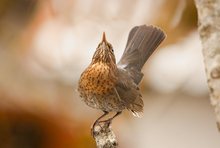 Lady Blackbird hat ihren Auftritt