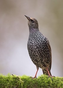 Der Star an der Fütterung