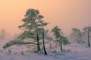 "Bonsai-Kiefern" im Hochmoor