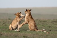 Bäääh, neee! Lang mir doch nicht ins Auge!