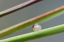 Ei des Waldbrettspiels