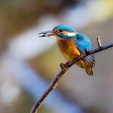 männlicher Eisvogel