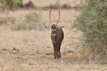 Ellipsenwasserbock