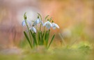 Kleiner Ausblick auf den Frühling