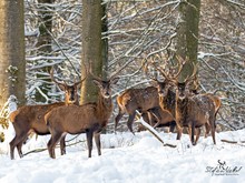 Die Gang der Halbstarken