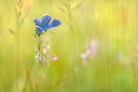 In der Frühlingswiese ...,