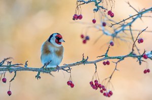 Treuer Gartenbesucher