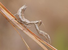 Ameles spallanzania... Erinnerung