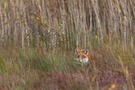 In einem Sumpfgebiet einen Rotfuchs beobachten