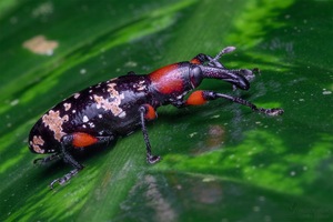 Heilipus collectus