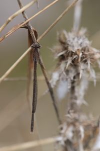 Winterlibelle ♂