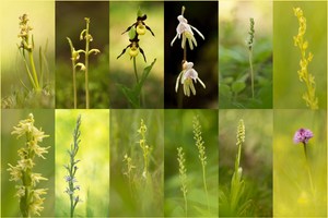 Die Orchideen der Schweiz mit nur einer Art pro Gattung