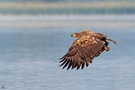 Seeadler im Flug