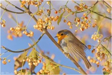 Rotkehlchen (Erithacus rubecula)