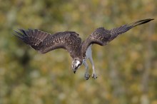 Fischadler im Sturzflug