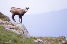 Neugieriger Blick