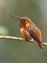 Alan Hummingbird
