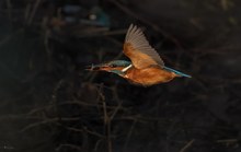 Eisvogel mit Beute