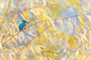 Die letzten Dezemberfarben...