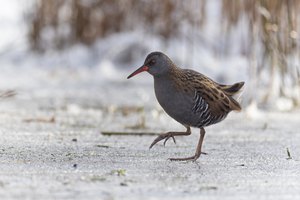 Scheue "Eisläuferin"