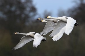 Zwergschwäne on tour