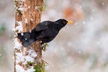 Amsel...