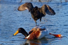 Wenn es der Ente zu wohl wird, .....