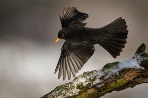 Amsel beim Abflug