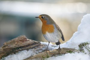 winterliches Rotkehlchen