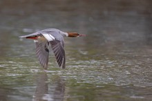 Gänsesägerlady im Vorbeiflug