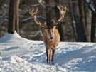 Rothirsch -auf dem Weg zur Winterfütterung