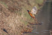 Fasanenhahn im Flug