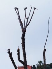 Bonjour Tristesse oder Die Verstümmelung