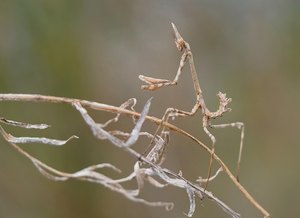 Stolze, ganz junge  Haubenschrecke (Empusa pennata)