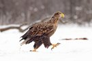 Seeadler "jetzt komme ich!"