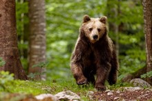 Junger Bär in Slovenien